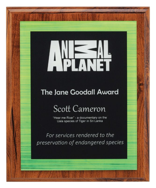 ACW814 Vivid Acrylic Plaque Green 25cm